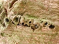 Andricus quercuscorticis