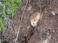 Andricus quercusradicis