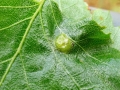 Anisostephus_betulinus.jpg