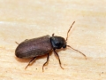 Anobium_punctatum.jpg