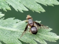 Anomoia purmunda