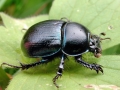 Anoplotrupes stercorosus