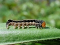 Anorthoa munda (Raupe)