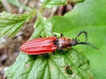 Anostirus purpureus