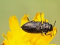 Anthaxia_quadripunctata.jpg