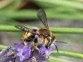 Anthidium_manicatum_Weibchen.jpg