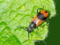 Anthocomus equestris
