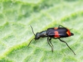 Anthocomus fasciatus