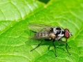 Anthomyia_procellaris_Maennchen.jpg