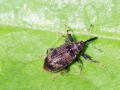 Anthonomus_pomorum.jpg