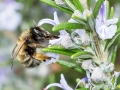 Anthophora plumipes