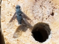 Anthrax trifasciatus