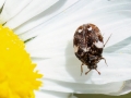Anthrenus angustefasciatus