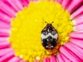 Anthrenus pimpinellae