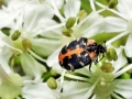 Anthrenus scrophulariae