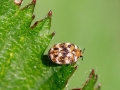 Anthrenus verbasci