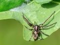 Anyphaena accentuata