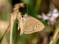 Aphantopus hyperantus