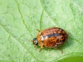 Aphidecta obliterata