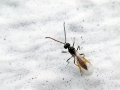 Aphidius_colemani_Weibchen.jpg