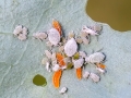 Aphidoletes_aphidimyza_Larven.jpg