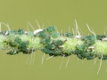 Aphis_confusa.jpg