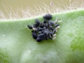 Aphis cytisorum sarothamni