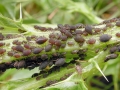 Aphis_fabae.jpg