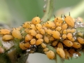 Aphis_nerii.jpg