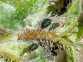 Aphis_origani_apter.jpg