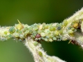 Aphis_ruborum.jpg