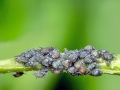 Aphis_sambuci.jpg