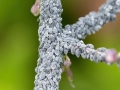 Aphis_thalictrum.jpg