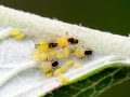 Aphis verbasci