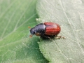 Aphodius_foetens.jpg