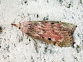 Aphomia sociella