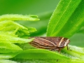 Aphrodes_bicinctus_makarovi_Maennchen.jpg