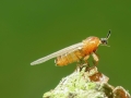 Apiloscatopse_flavicollis.jpg