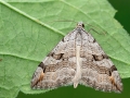 Aplocera_plagiata_Maennchen.jpg