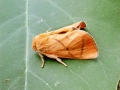 Apoda_limacodes.jpg