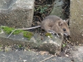 Apodemus_sylvaticus.jpg