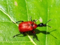 Apoderus_coryli.jpg