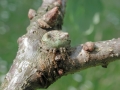 Araneus_angulatus.jpg