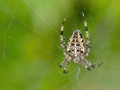 Araneus_diadematus_Weibchen.jpg