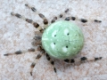 Araneus quadratus