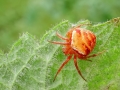 Araneus_triguttatus.jpg