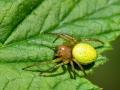 Araniella_opisthographa_Weibchen.jpg