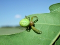 Araniella_spec_Weibchen.jpg