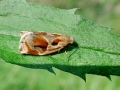 Archips_crataegana.jpg