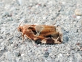 Archips_xylosteana.jpg